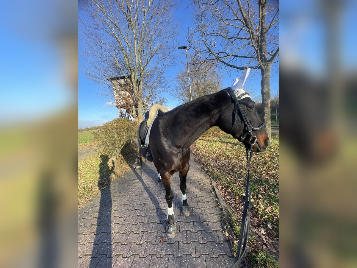 Trottatore Francese Castrone 7 Anni 160 cm Baio nero in Bad Homburg vor der Höhe