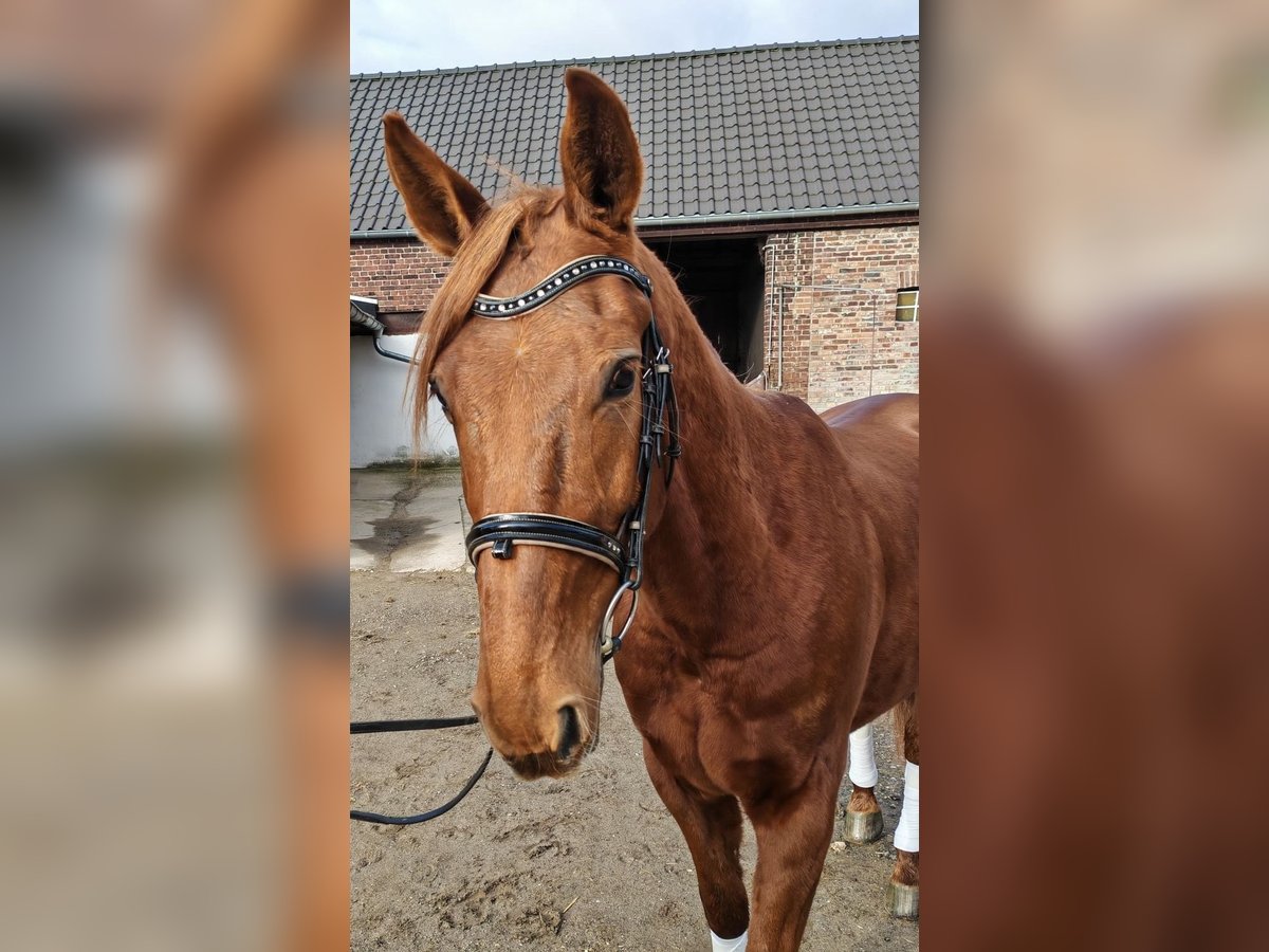 Trottatore Francese Castrone 8 Anni 158 cm Sauro in Moers