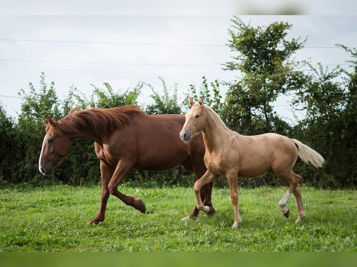 Trottatore Francese Giumenta 10 Anni 168 cm Sauro ciliegia in Ardenais
