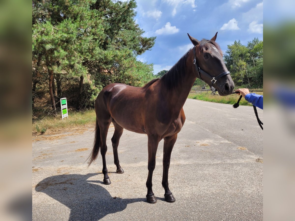 Trottatore Francese Giumenta 3 Anni 160 cm Morello in Kevelaer