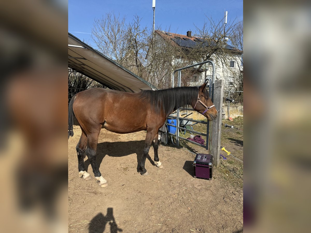 Trottatore Francese Giumenta 6 Anni 160 cm Baio in Langenzersdorf