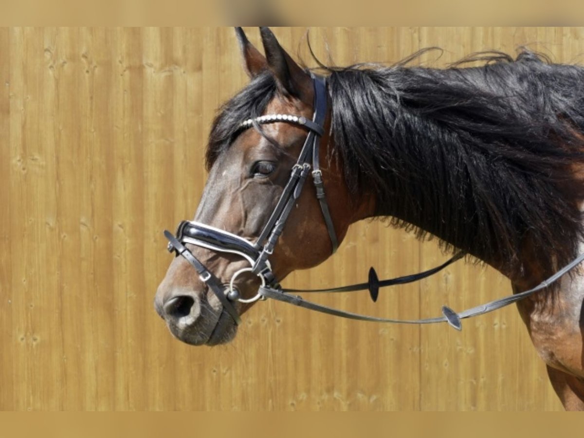 Trottatore Italiano Giumenta 18 Anni 160 cm Baio scuro in K&#xF6;nigsbrunn
