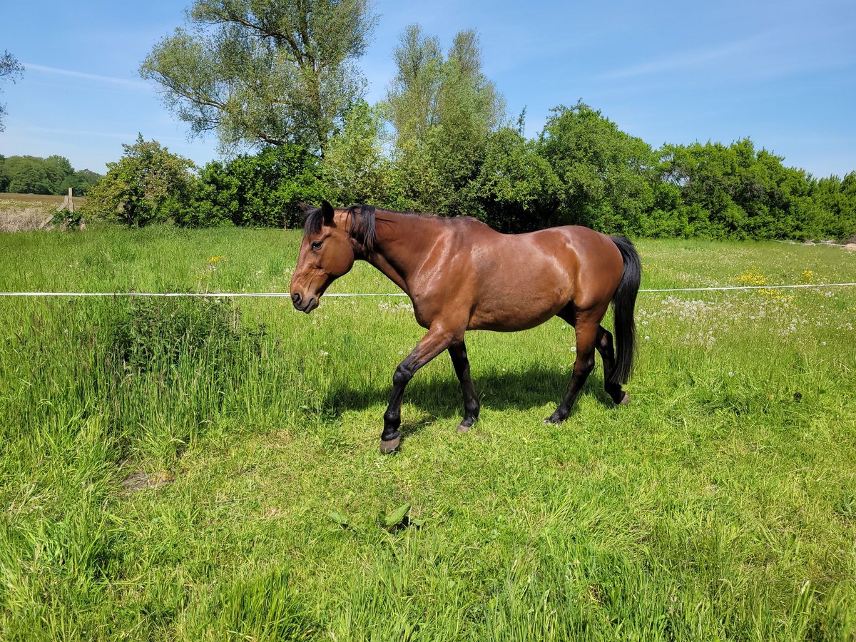 Trottatore Tedesco Castrone 19 Anni 157 cm Baio in Joachimsthal