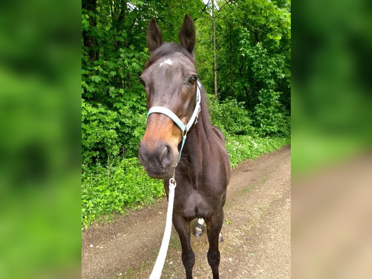 Trottatore Tedesco Castrone 27 Anni 155 cm Baio scuro in Glonn