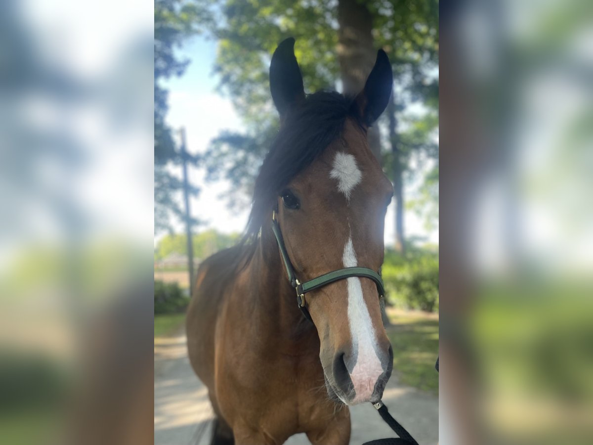 Trottatore Tedesco Castrone 7 Anni 159 cm Baio in Warendorf