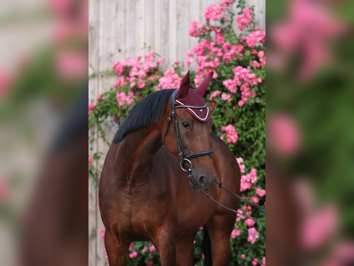 Trottatore Tedesco Giumenta 11 Anni 165 cm Baio in Schweitenkirchen