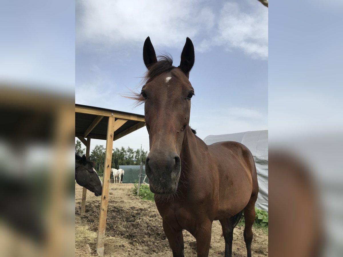 Trottatore Tedesco Giumenta 16 Anni 160 cm Baio in Ansfelden