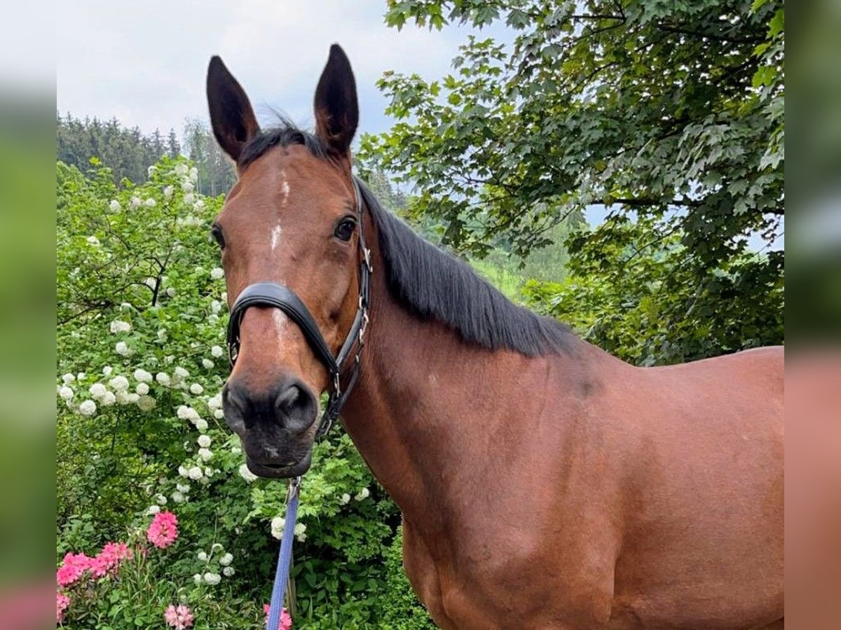 Trottatore Tedesco Giumenta 16 Anni 163 cm Baio in Neuenrade