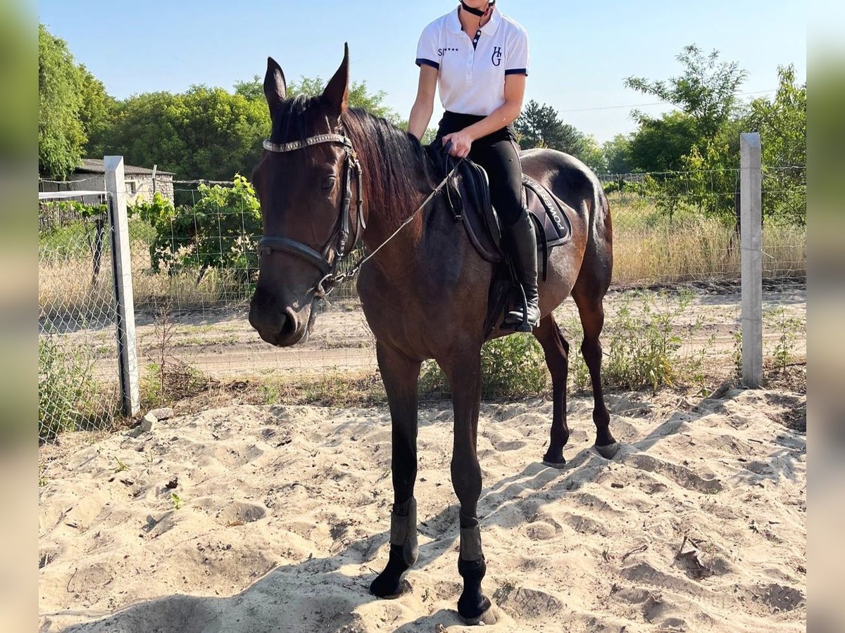 Trottatore Tedesco Giumenta 3 Anni 160 cm Baio scuro in Kiskunf&#xE9;legyh&#xE1;za