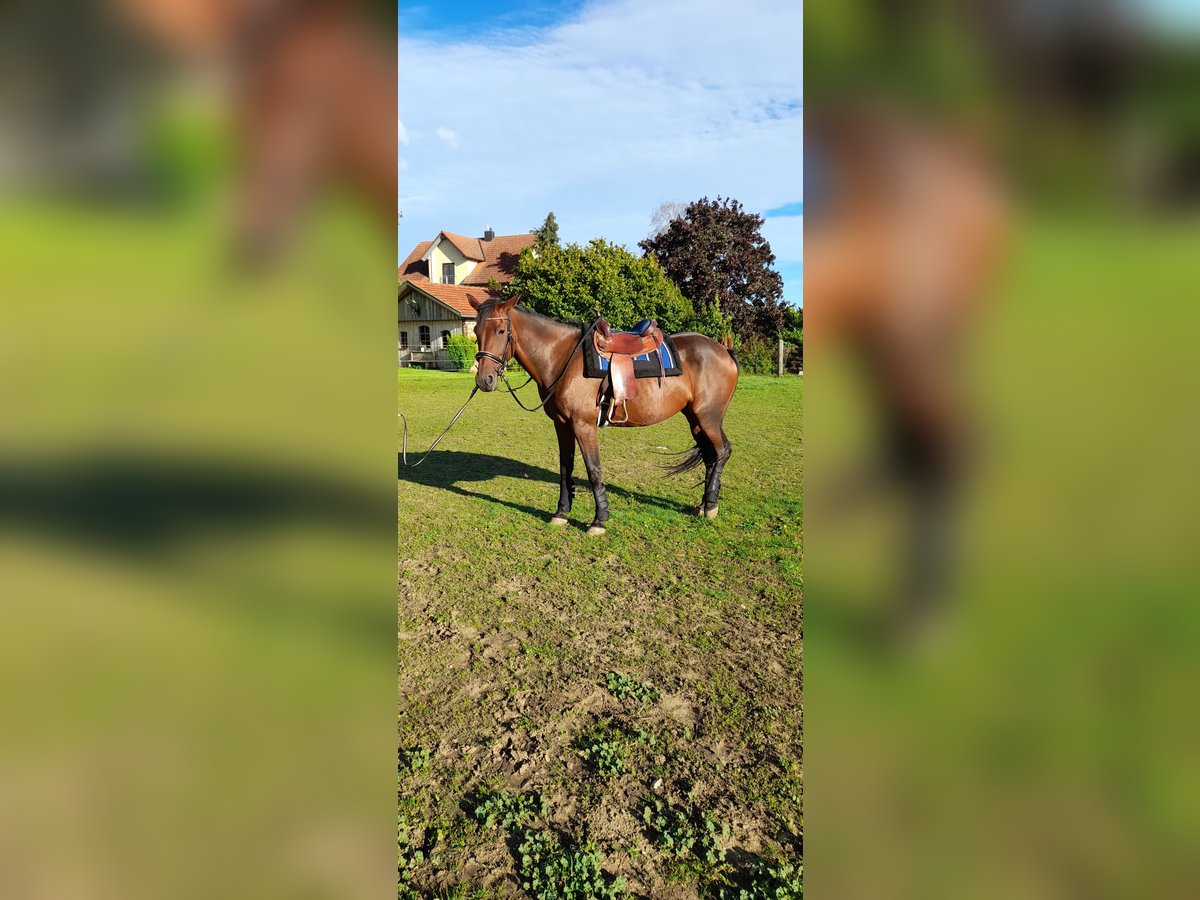 Trottatore Tedesco Giumenta 8 Anni 166 cm Baio scuro in Neuburg an der Donau