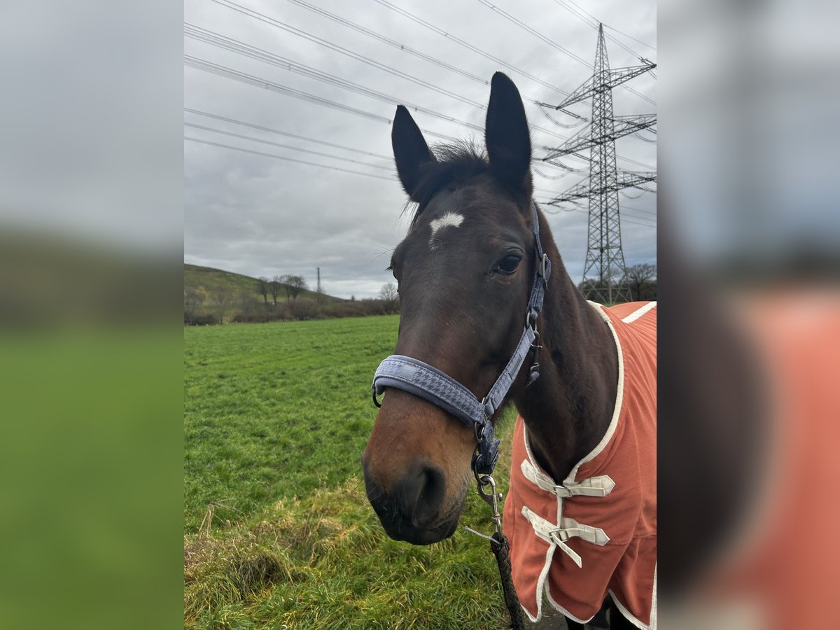 Trottatore Tedesco Giumenta 8 Anni 175 cm Baio in Voerde