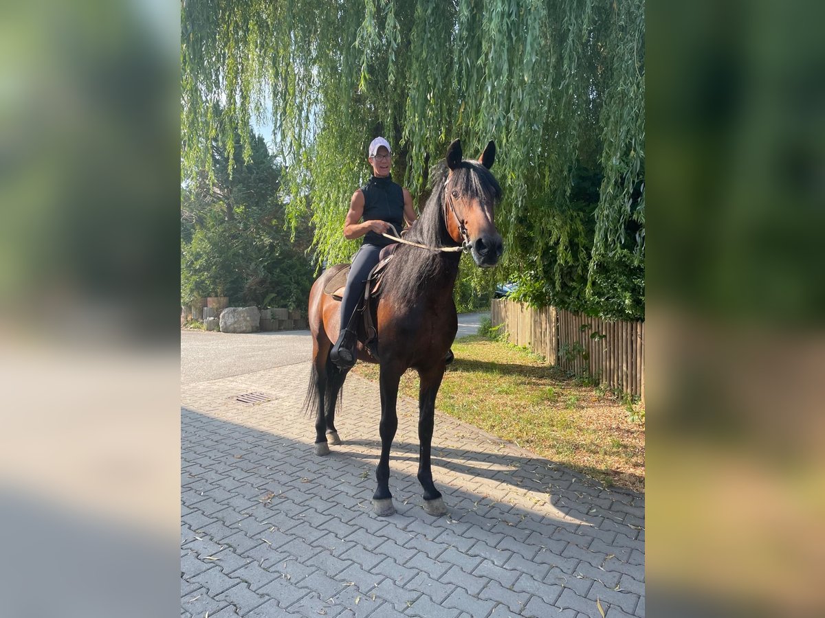 Trottatore Tedesco Stallone 14 Anni 158 cm Baio scuro in Bruckm&#xFC;hl