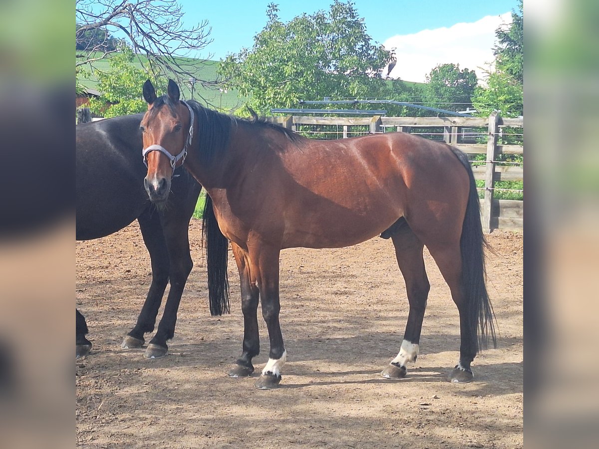 Trotteur allemand Hongre 13 Ans 162 cm Bai in Lembach