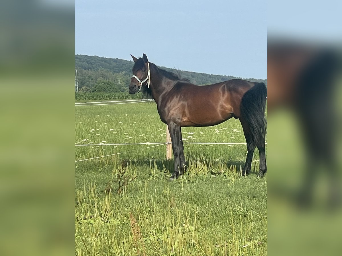 Trotteur allemand Hongre 14 Ans 158 cm Bai brun in Bruckm&#xFC;hl