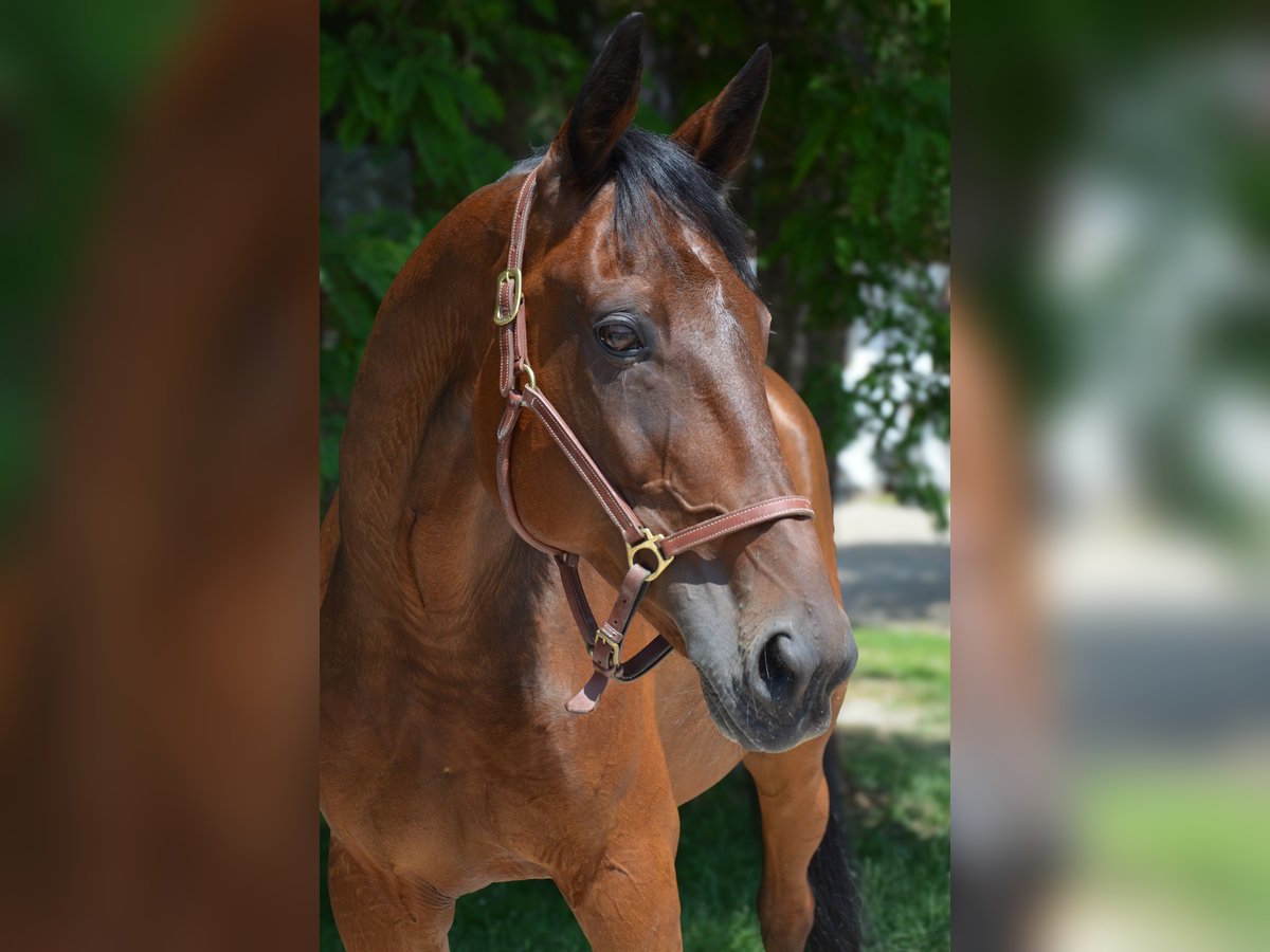 Trotteur allemand Hongre 14 Ans 162 cm Bai in Sauerlach