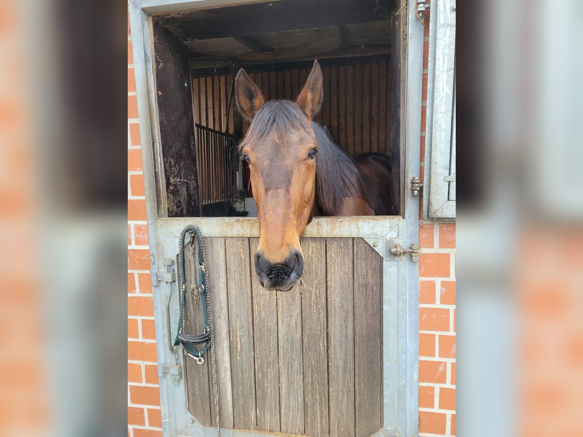 Trotteur allemand Hongre 14 Ans 164 cm Bai in Otter