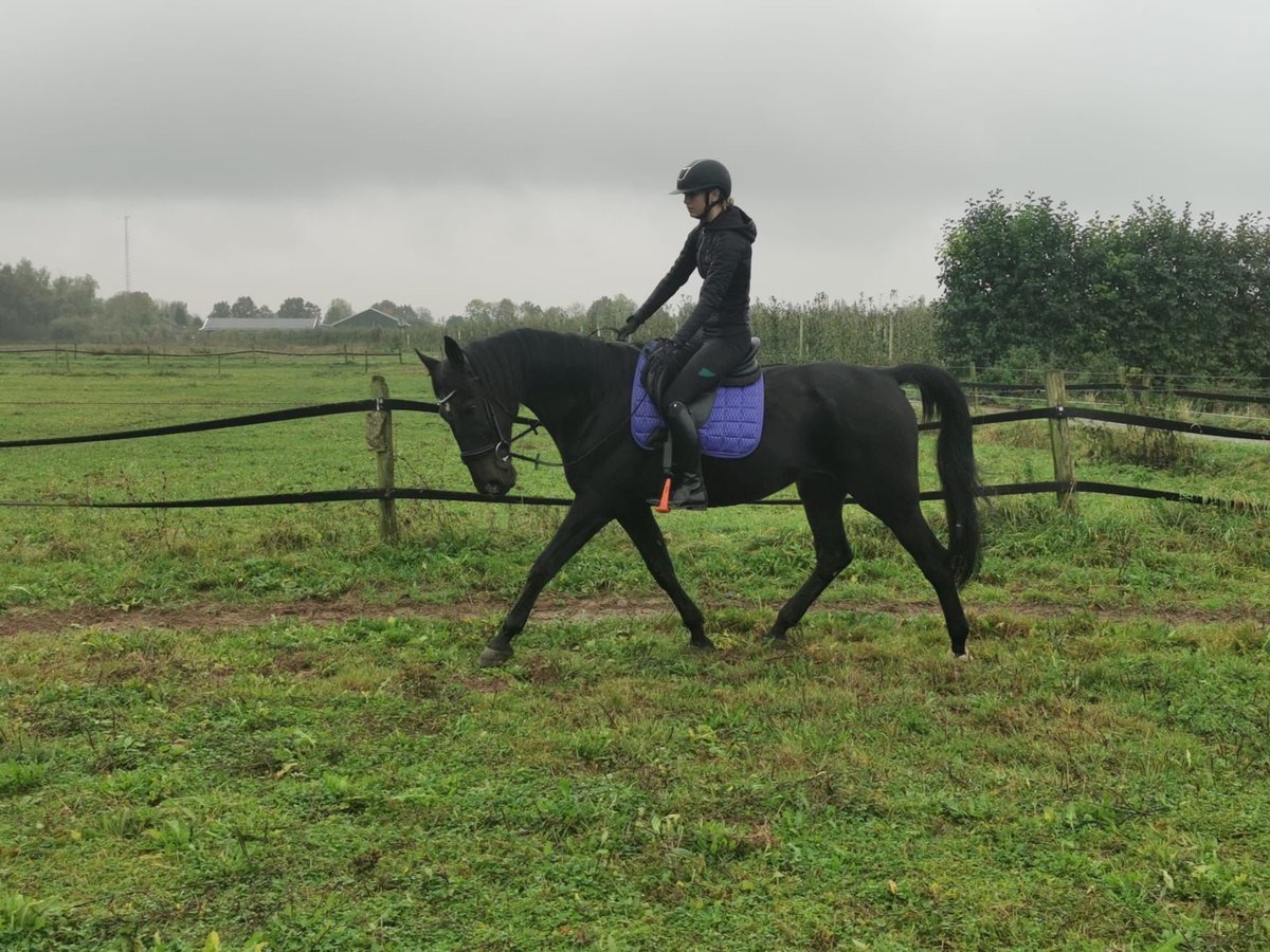 Trotteur allemand Hongre 14 Ans 164 cm Noir in Tolkamer