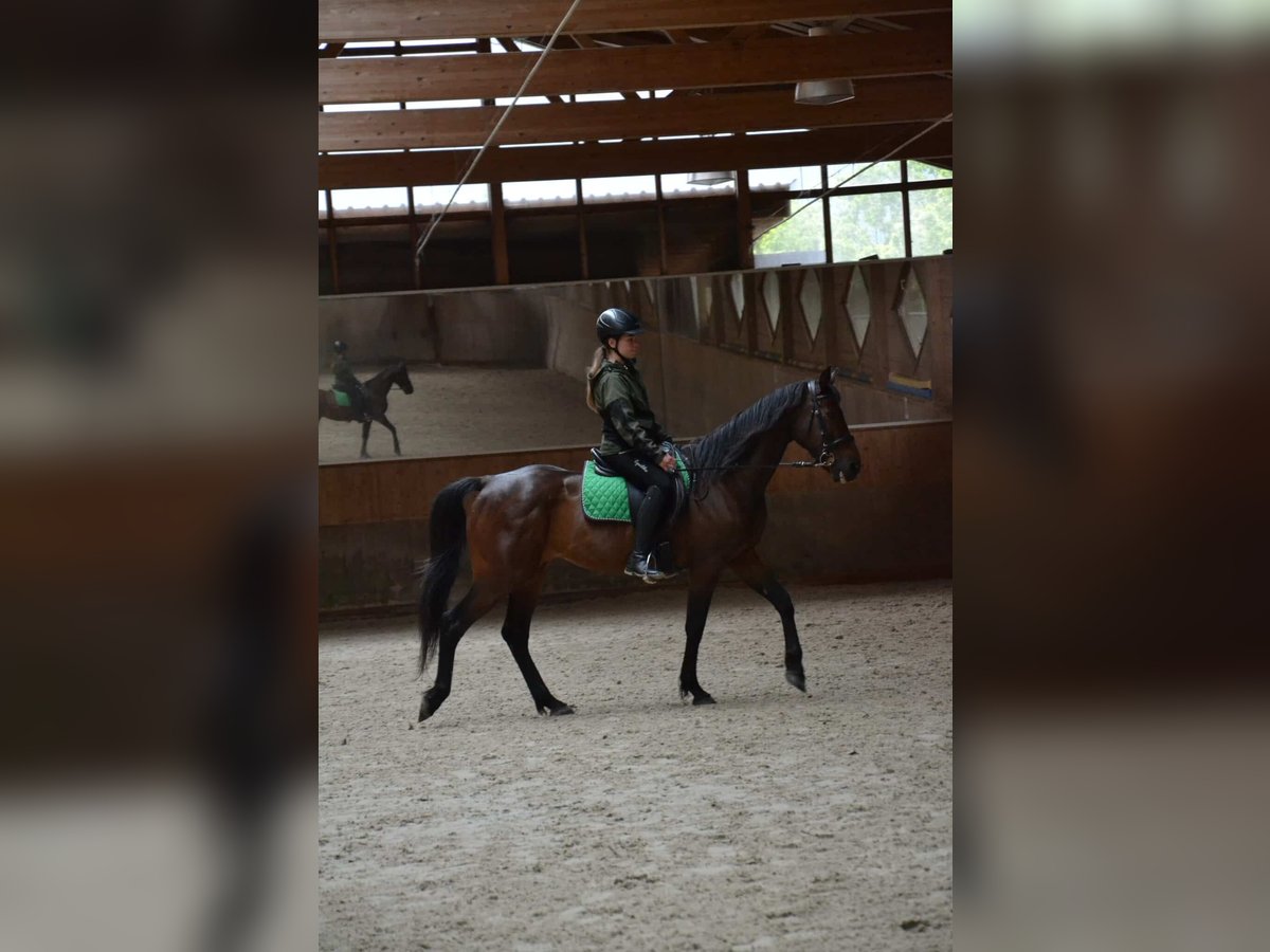 Trotteur allemand Hongre 18 Ans 155 cm Bai in Unterletzen