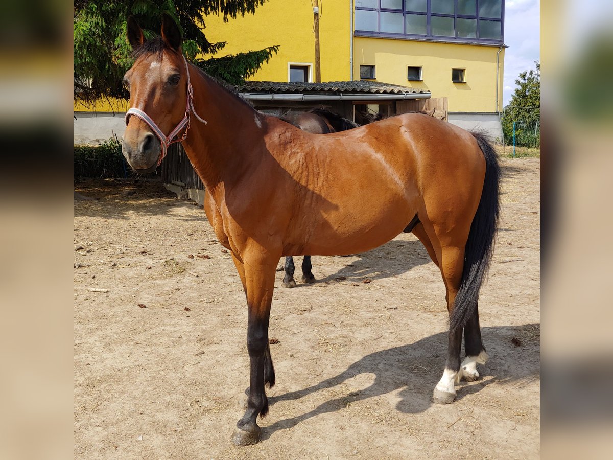 Trotteur allemand Hongre 18 Ans 158 cm Bai in Leisnig Trotteur allemand Hongre 18 Ans 158 cm Bai in Leisnig