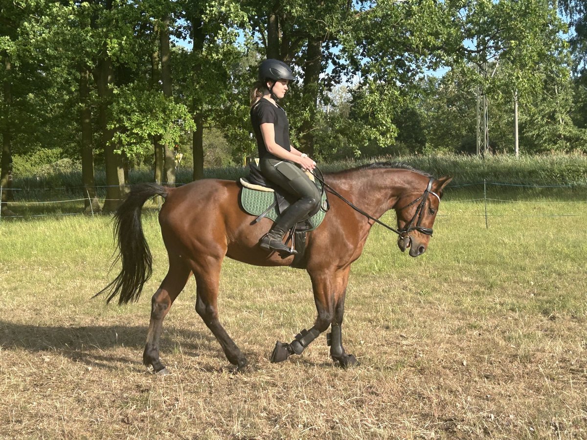 Trotteur allemand Hongre 5 Ans 160 cm Alezan brûlé in Schwielowsee