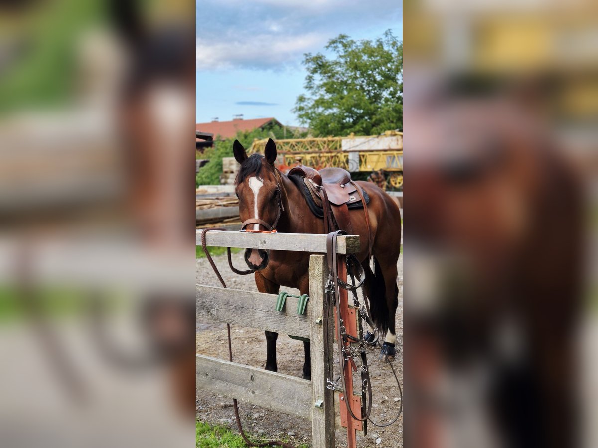 Trotteur allemand Hongre 6 Ans 163 cm in Egling