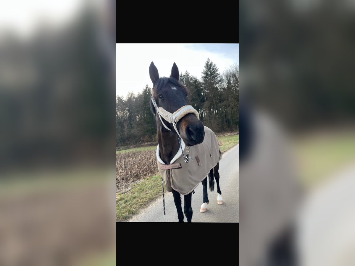 Trotteur allemand Hongre 7 Ans 155 cm Noir in Stei&#xDF;lingen