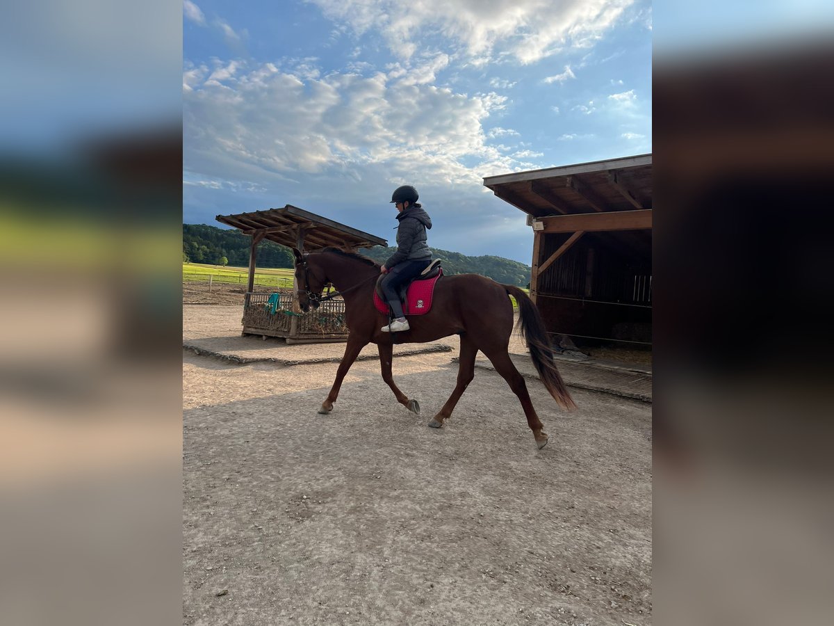 Trotteur allemand Hongre 7 Ans 160 cm Alezan in Bruckm&#xFC;hl