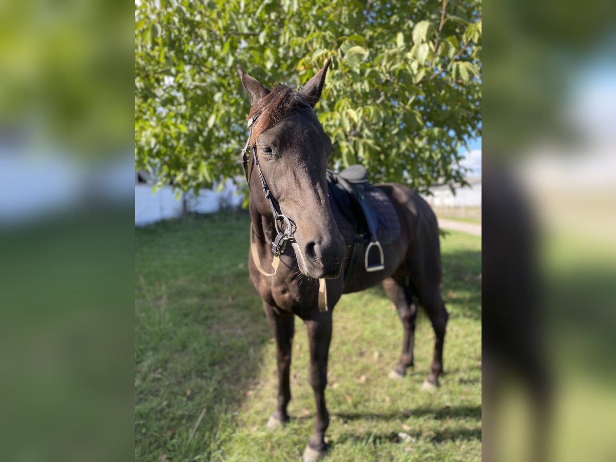 Trotteur allemand Hongre 7 Ans 160 cm Noir in Neuenhagen