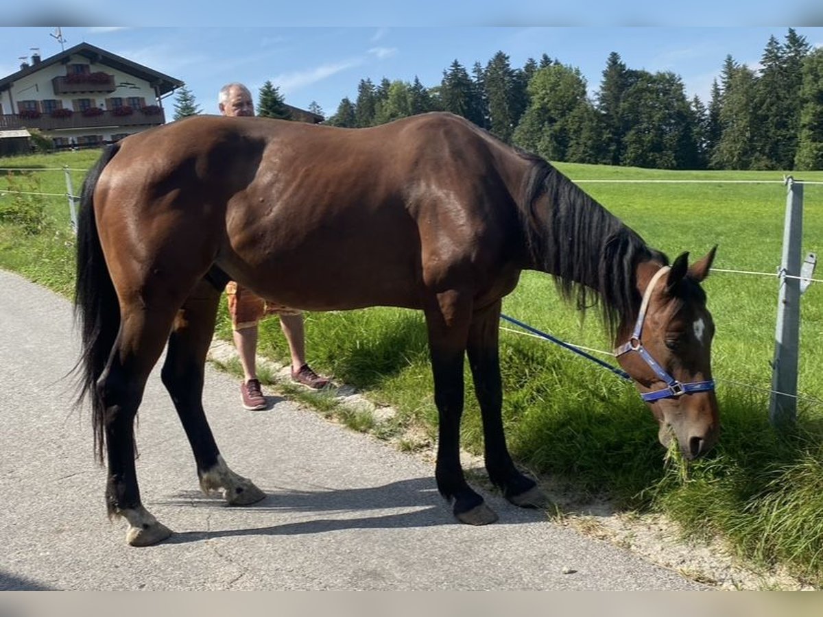 Trotteur allemand Hongre 7 Ans 164 cm Bai in Rosenheim