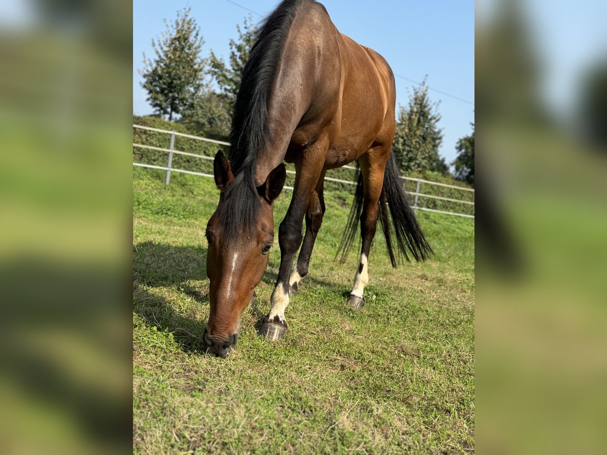 Trotteur allemand Croisé Hongre 8 Ans 164 cm Bai in Dülmen