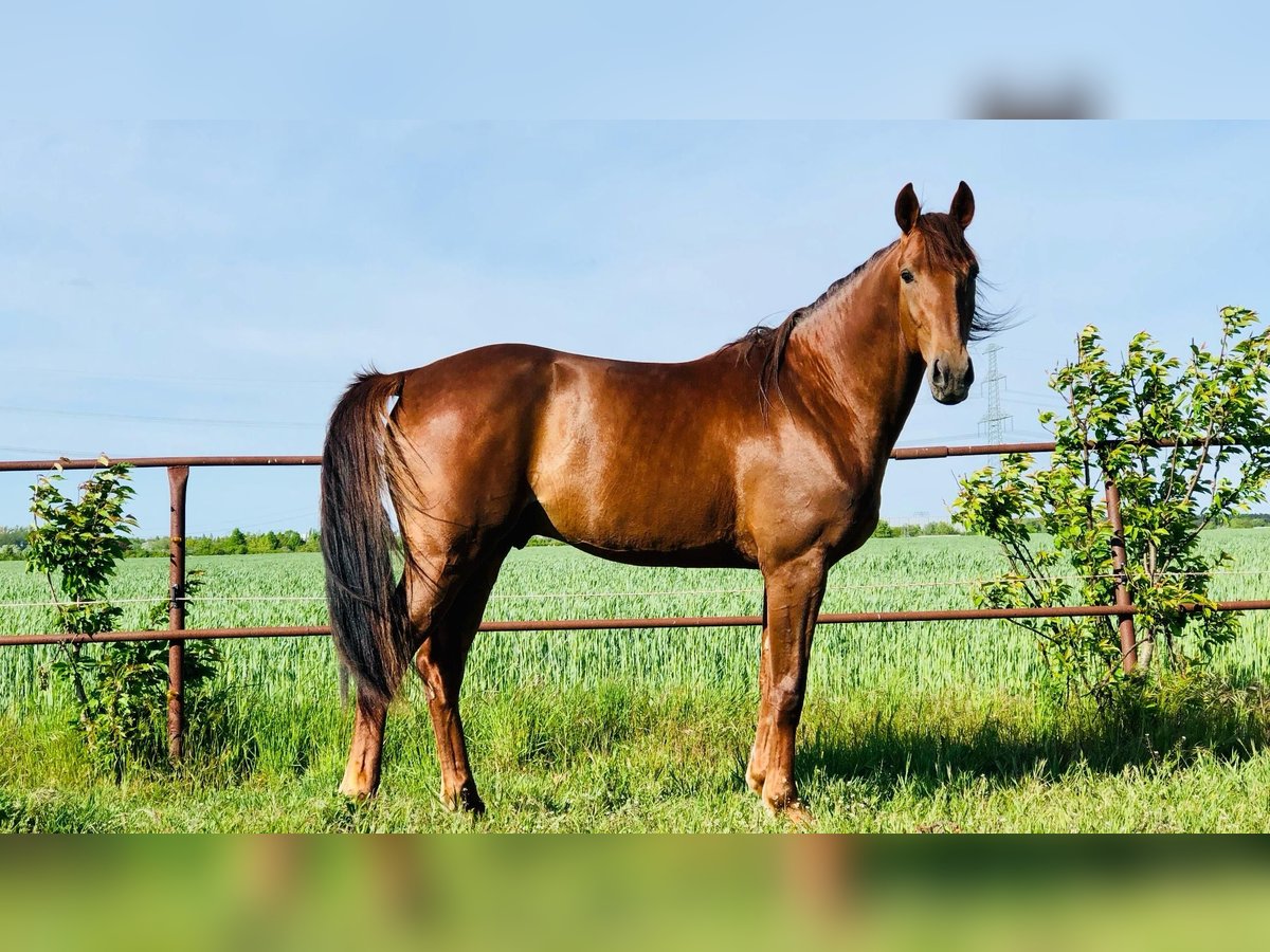 Trotteur allemand Hongre 8 Ans 165 cm Alezan in Neritz