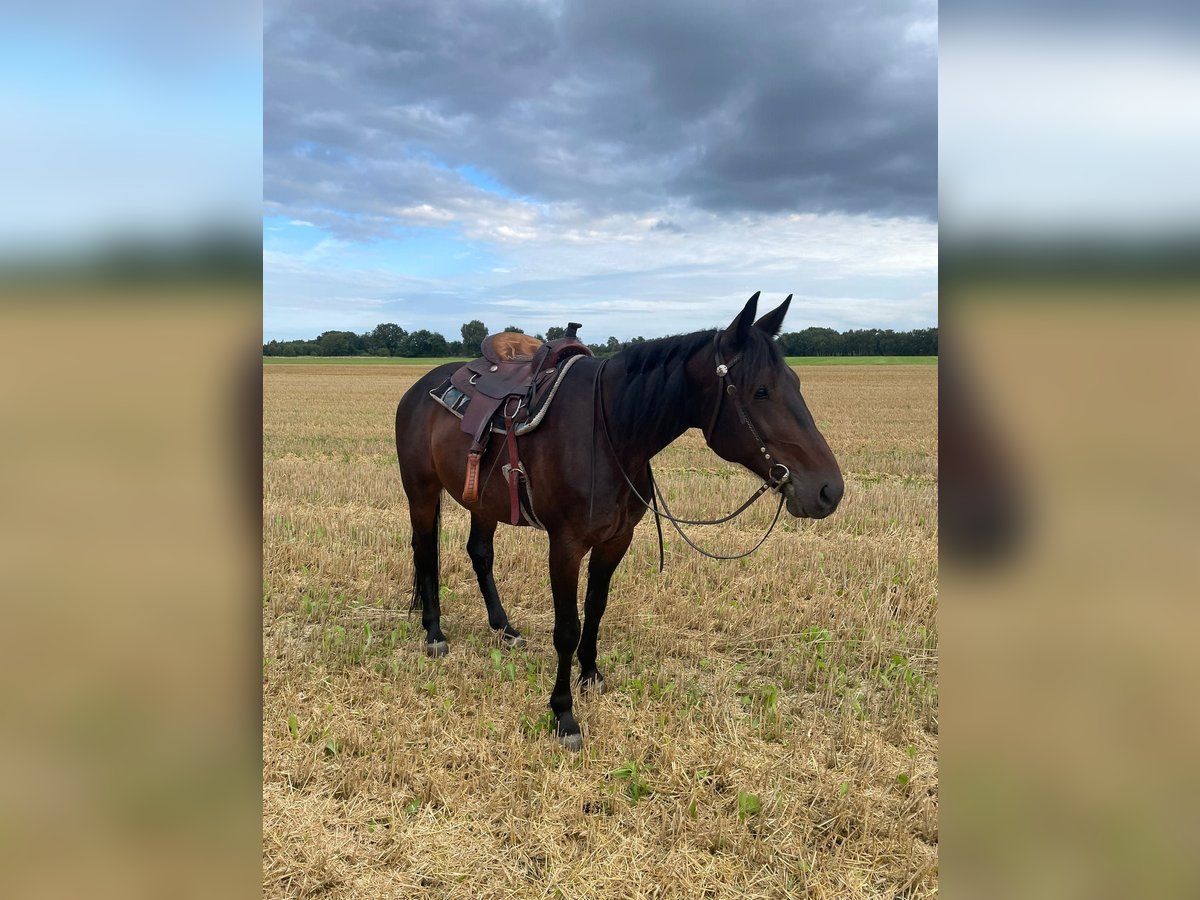 Trotteur allemand Hongre 8 Ans 165 cm Bai brun in Steyerberg