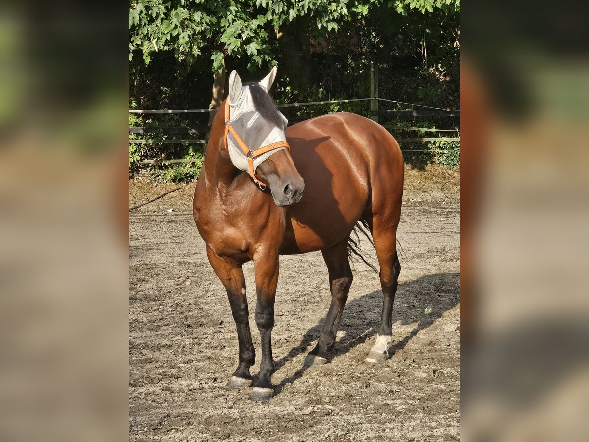 Trotteur allemand Jument 10 Ans 157 cm Bai in Herne