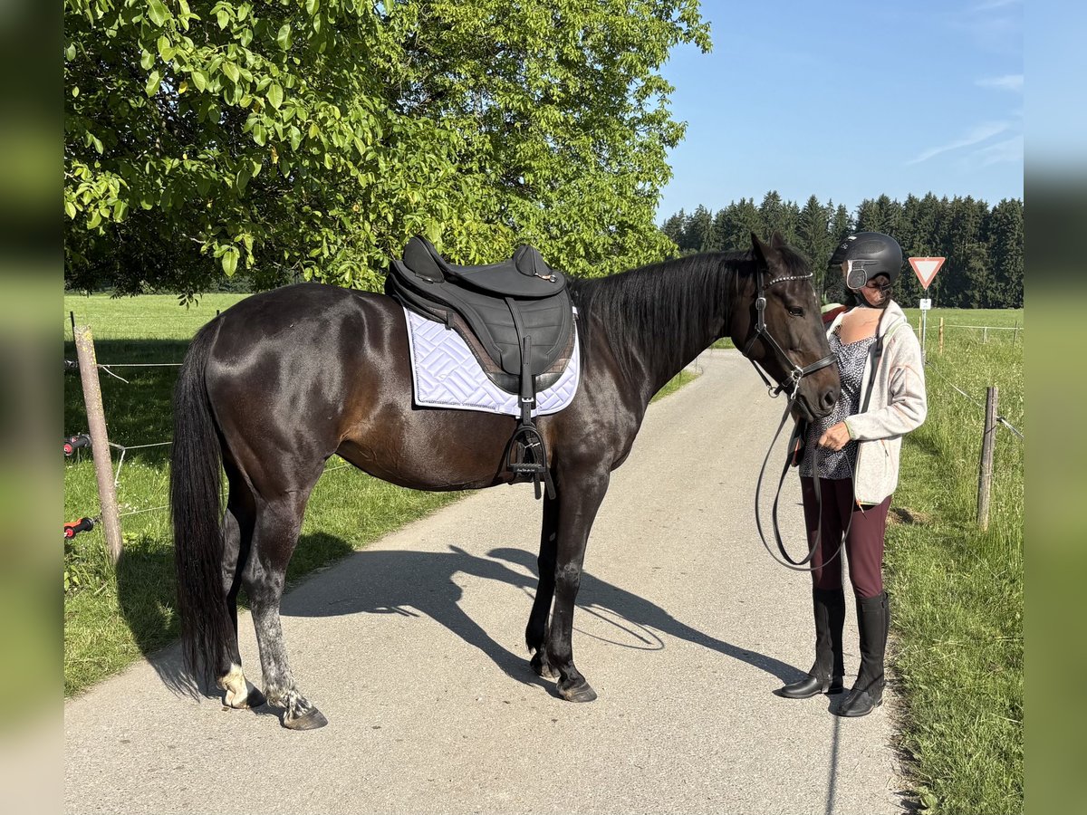 Trotteur allemand Jument 12 Ans 155 cm Bai brun in Waging am See