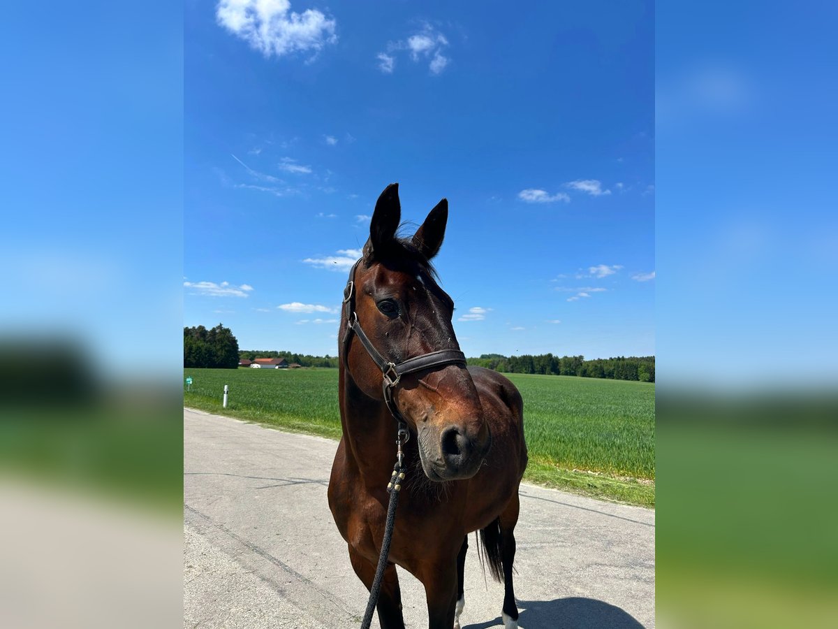 Trotteur allemand Jument 17 Ans 164 cm Bai in Dietersburg