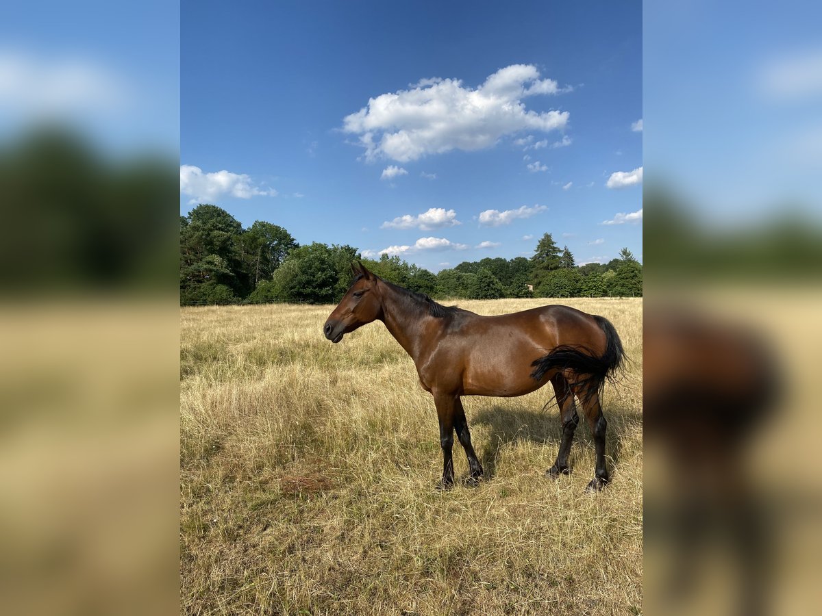 Trotteur allemand Jument 19 Ans 142 cm Bai in Rahden