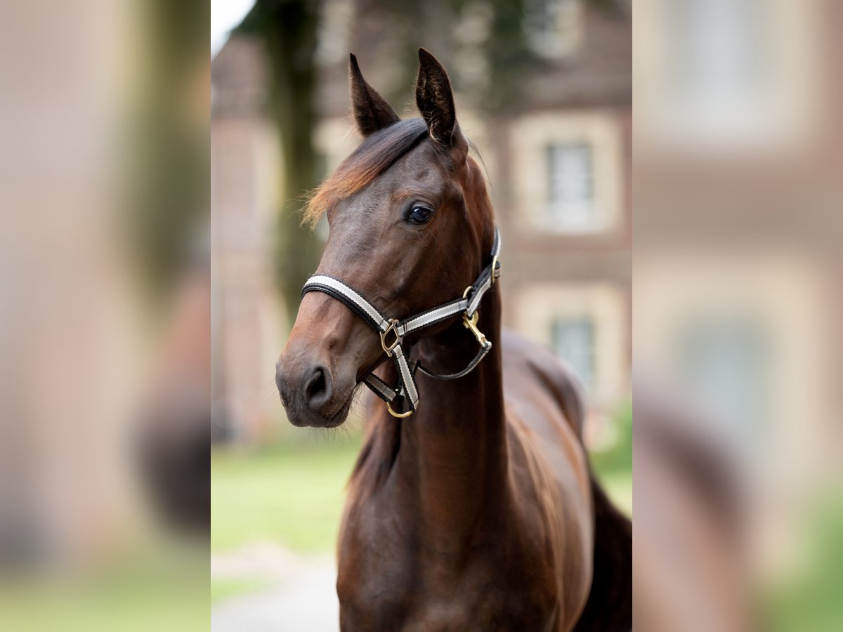 Trotteur allemand Jument 1 Année Bai in Billerbeck