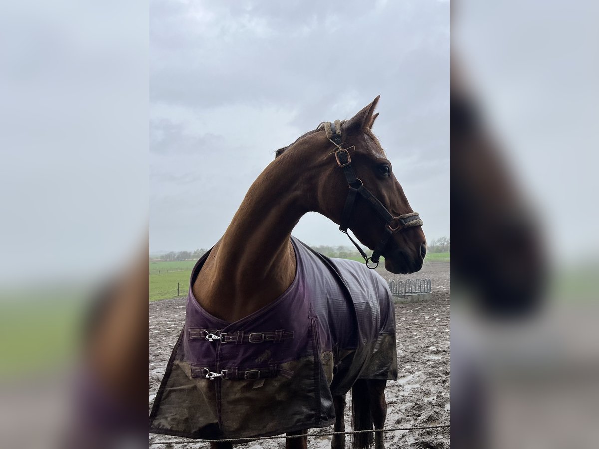 Trotteur allemand Croisé Jument 20 Ans 156 cm Alezan in Nindorf