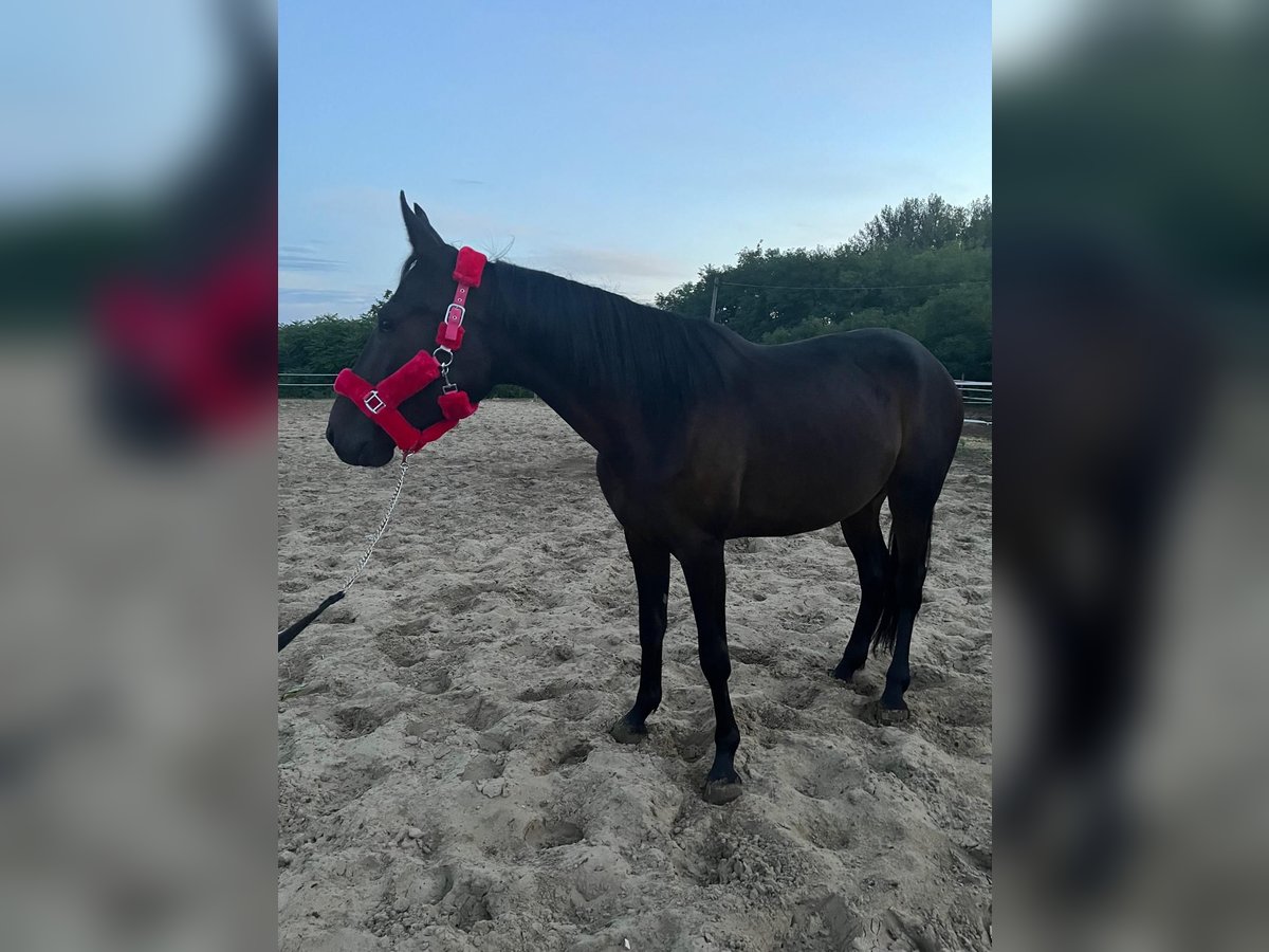 Trotteur allemand Jument 3 Ans 160 cm Bai brun in Kiskunf&#xE9;legyh&#xE1;za