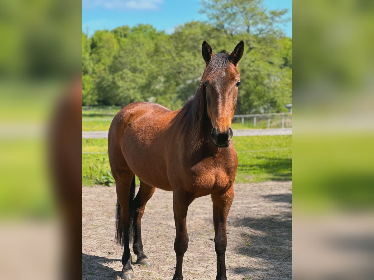 Trotteur allemand Jument 5 Ans 160 cm Bai in Kellinghusen