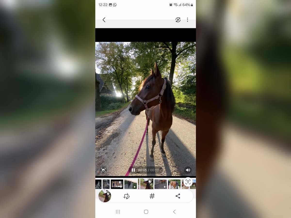 Trotteur allemand Jument 6 Ans 150 cm Bai in Recklinghausen