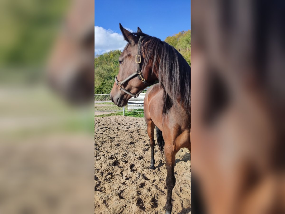 Trotteur allemand Jument 6 Ans 160 cm Bai brun in Gelsenkirchen