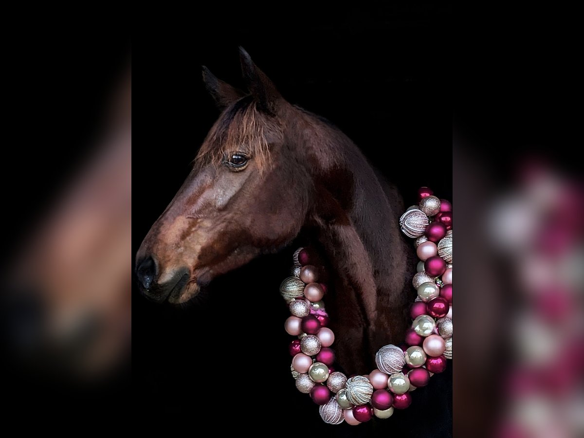 Trotteur allemand Jument 7 Ans 149 cm Bai in Goch
