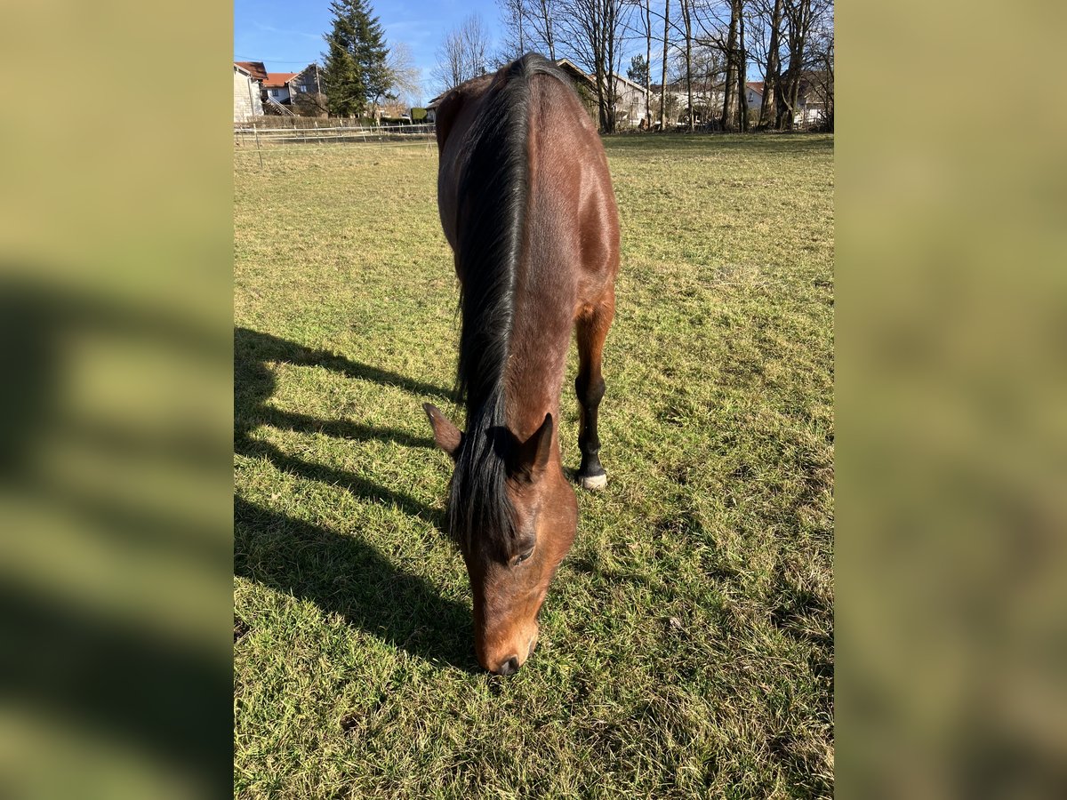 Trotteur allemand Jument 8 Ans 165 cm Bai in EurasburgEurasburg