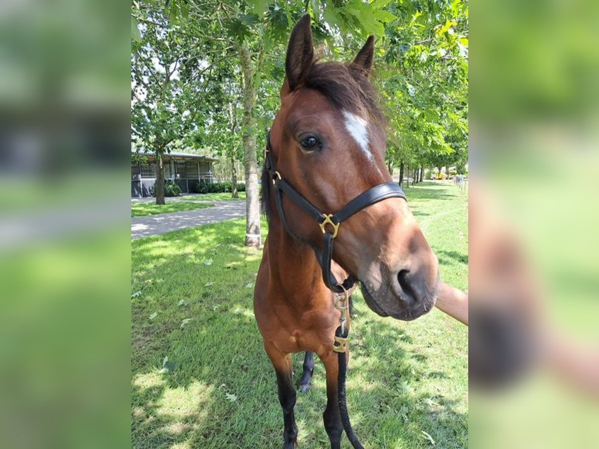 Trotteur français Étalon 3 Ans 150 cm Bai in Wiekevorst