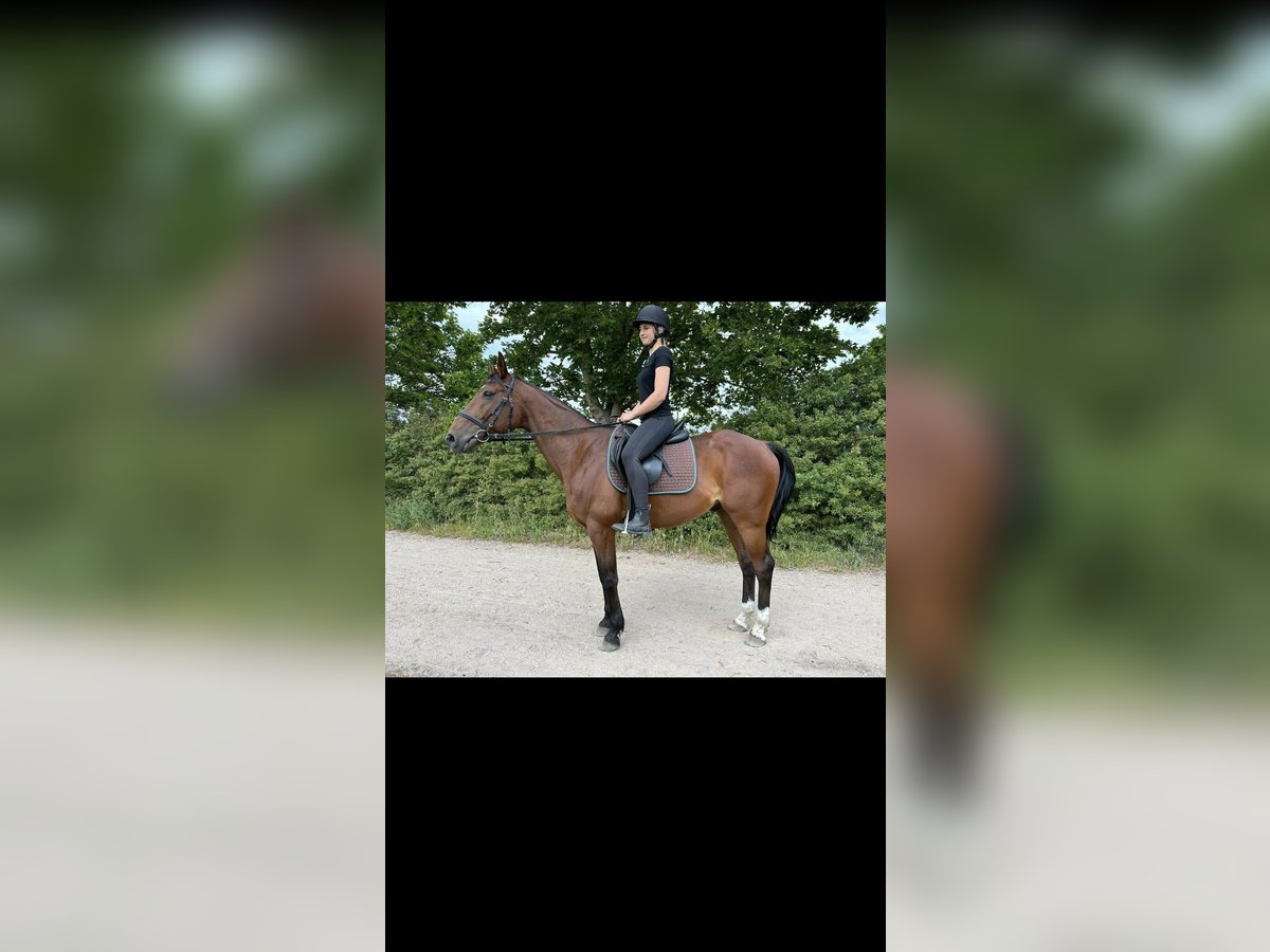 Trotteur français Hongre 10 Ans 158 cm Bai in SaalowZossen