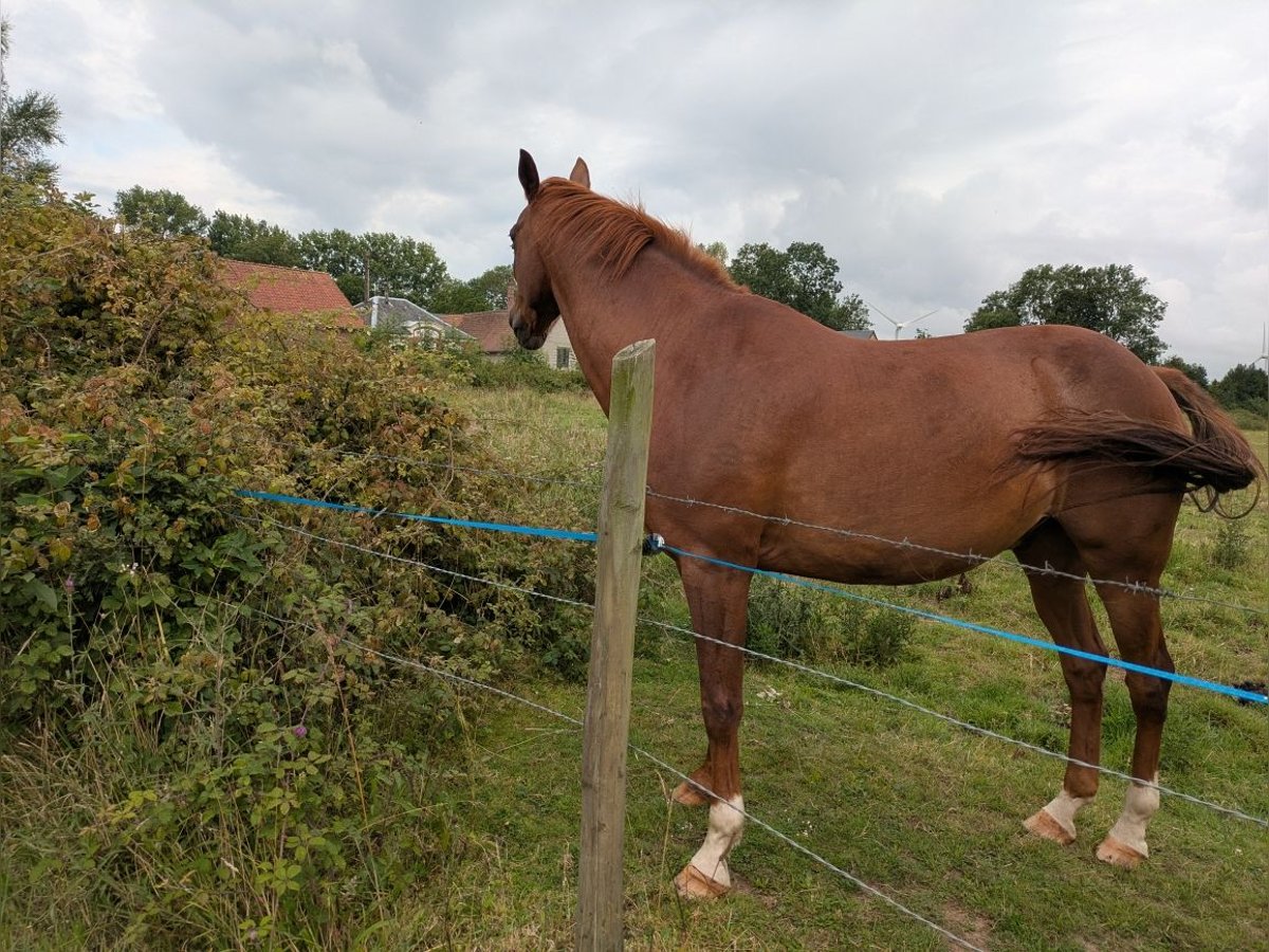 Trotteur français Hongre 17 Ans Alezan in Nibas