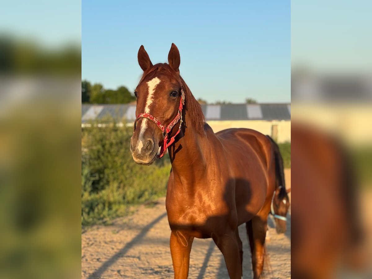 Trotteur français Hongre 5 Ans 167 cm Alezan in Hoek van Holland