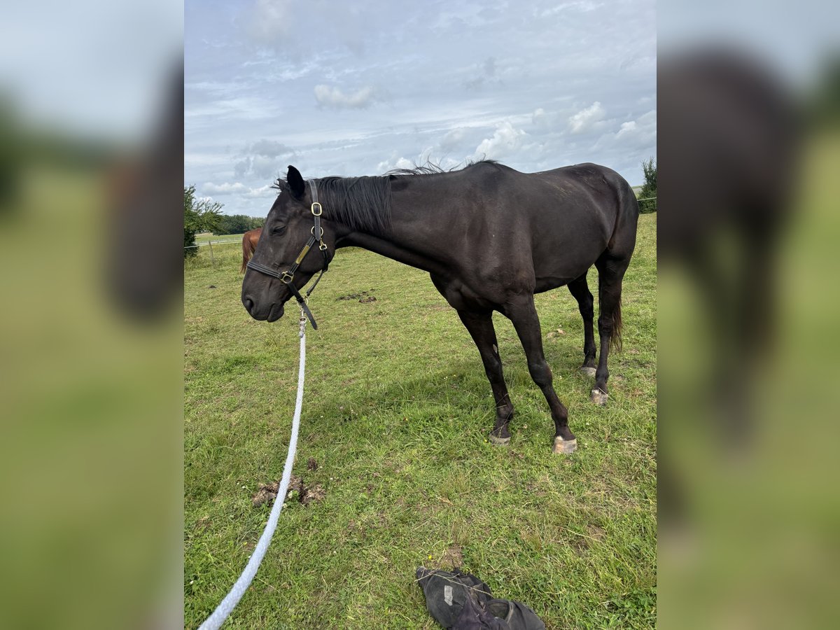 Trotteur français Hongre 6 Ans 165 cm Noir in Saint-Brice