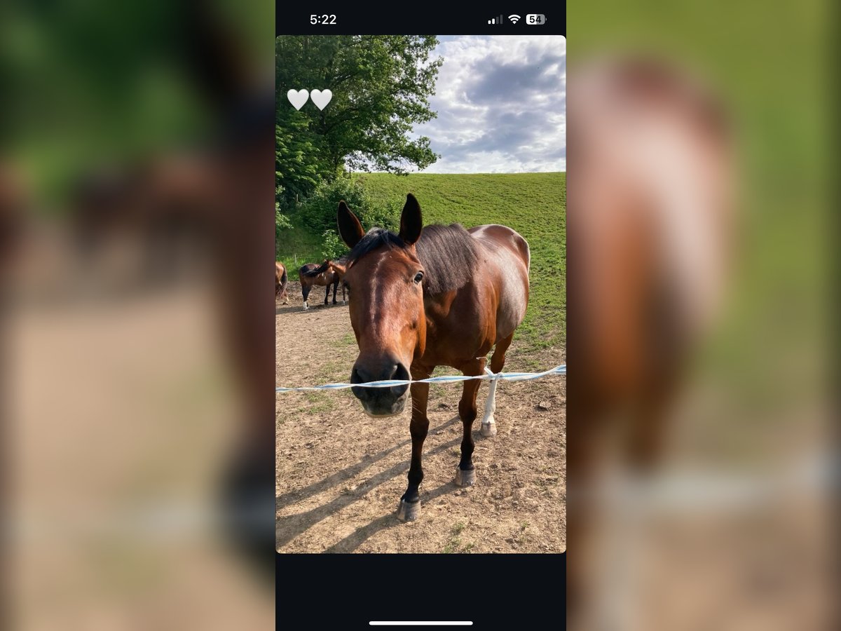 Trotteur français Hongre 7 Ans 165 cm Bai in Kirnitzschtal Trotteur français Hongre 7 Ans 165 cm Bai in Kirnitzschtal